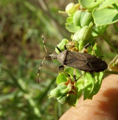 Dicranocephalus albipes-5