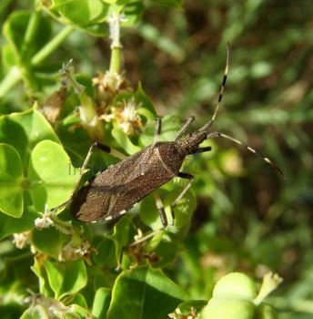 Dicranocephalus albipes-6