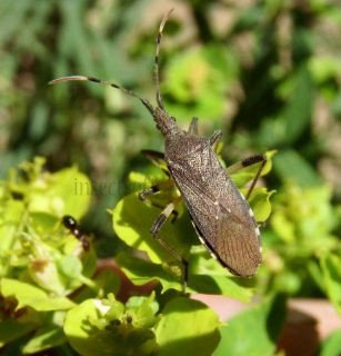Dicranocephalus albipes-1