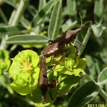 Dicranocephalus albipes-2