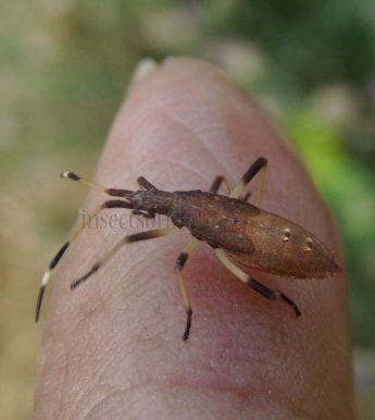 Dicranocephalus sp-1