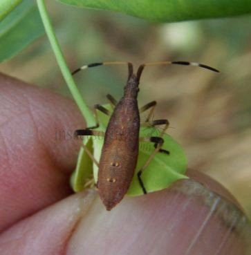 Dicranocephalus sp-2