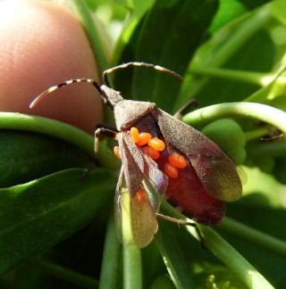 Dicranocephalus-agilis