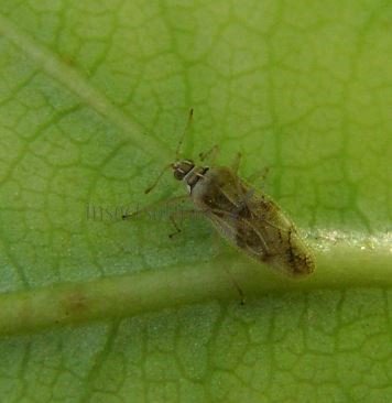 Catoplatus carthusianus -3