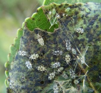 Catoplatus carthusianus -18