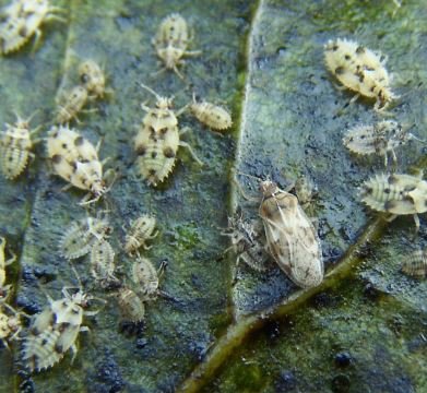 Catoplatus carthusianus -19