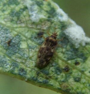 Catoplatus carthusianus -20