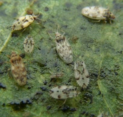 Catoplatus carthusianus -20