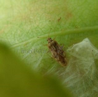 Catoplatus sp-1