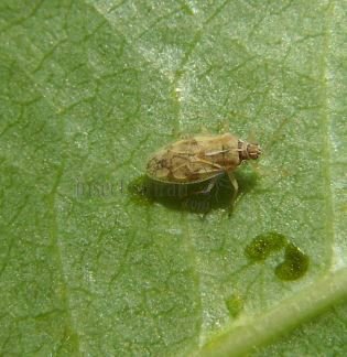 Catoplatus sp-2