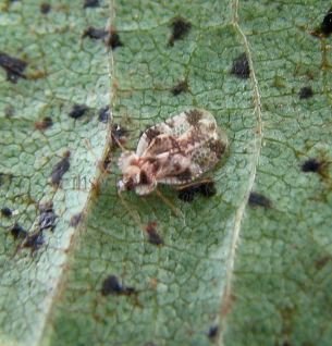 Corythucha arcuata-1