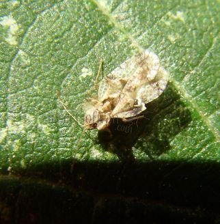 Corythucha arcuata-4