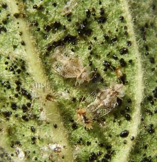 Corythucha arcuata-9