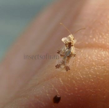 Corythucha arcuata-15