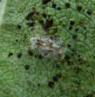 Corythucha arcuata--16