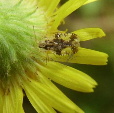 Corythucha arcuata-18