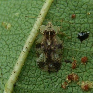 Corythucha arcuata-19