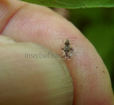 Corythucha arcuata-23