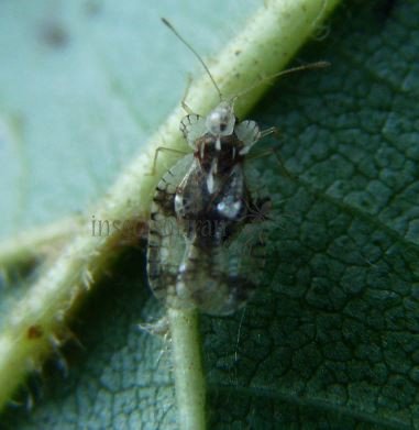 Corythucha arcuata-24