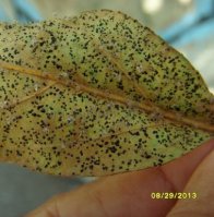Corythucha arcuata-7