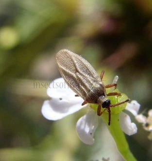 Catoplatus carthusianus -1