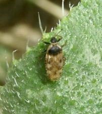 Dictyla echii -1
