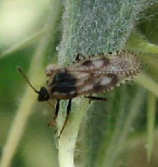 Dictyla echii-3