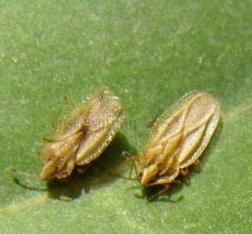 Tingis auriculata