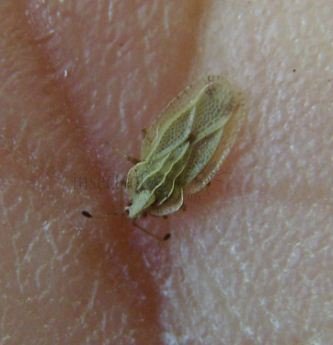 Tingis reticulata-1