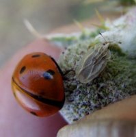 Tingis reticulata-2