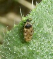Dictyla echii -1