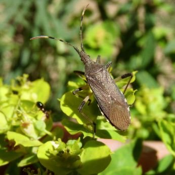 Stenocephalidae