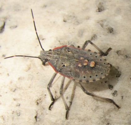 Aradidae