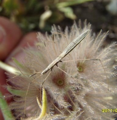 Berytidae