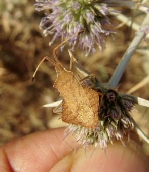 Coreidae