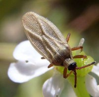 Tingidae