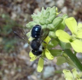 Andrena agilissima