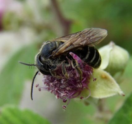 Andrena chrysosceles -4
