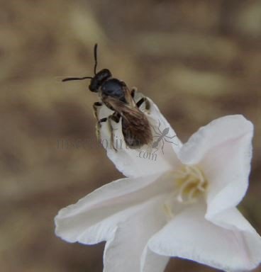 Andrena chrysosceles -7