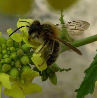 Andrena clarkella-3