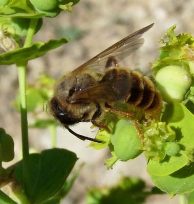 Andrena clarkella-4