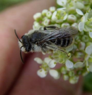 Andrena argentata-1