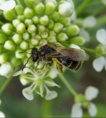Andrena coitana -2