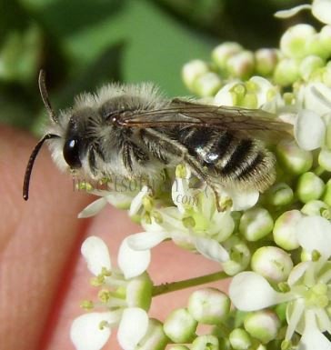 Andrena argentata-2