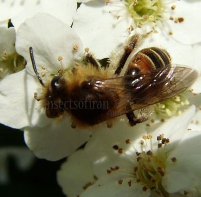 Andrena florea -4