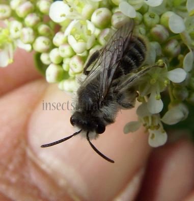 Andrena argentata-3