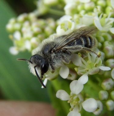 Andrena argentata-5