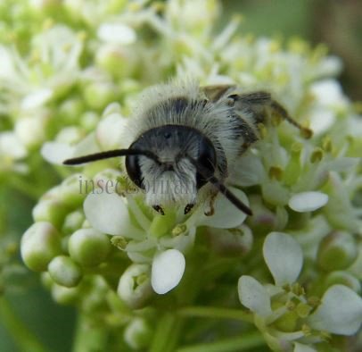 Andrena argentata-6
