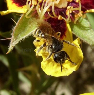 Andrena ovatula-4