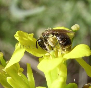 Andrena chrysoceles-1